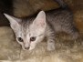 Apollo Egyptian Mau silver Male #4 DOB 10-3-19