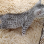 Apollo, Mau, Silver, Male, DOB 10-3-19