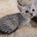 Apollo, Mau, Silver, Male, DOB 10-3-19