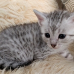 Apollo, Mau, Silver, Male, DOB 10-3-19