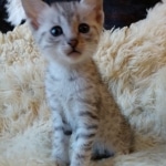 Apollo, Mau, Silver, Male, DOB 10-3-19