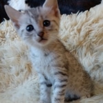 Apollo, Mau, Silver, Male, DOB 10-3-19