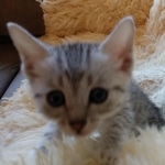 Apollo, Mau, Silver, Male, DOB 10-3-19