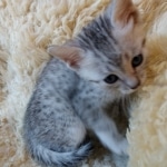 Apollo, Mau, Silver, Male, DOB 10-3-19