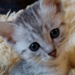 Apollo, Mau, Silver, Male, DOB 10-3-19