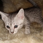 Apollo, Mau, Silver, Male, DOB 10-3-19