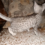 Apollo, Mau, Silver, Male, DOB 10-3-19