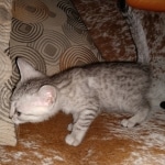 Apollo, Mau, Silver, Male, DOB 10-3-19