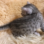 Mau, Silver, Male, DOB 10-3-19