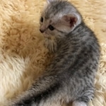 Mau, Silver, Male, DOB 10-3-19