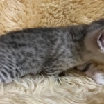 Mau, Silver, Male, DOB 10-3-19