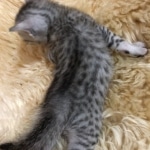 Mau, Silver, Male, DOB 10-3-19