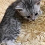 Mau, Silver, Male, DOB 10-3-19