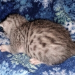 Mau, silver, male DOB 3-1-19