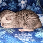 Mau, silver, male DOB 3-1-19