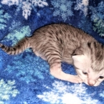 Mau, silver, male DOB 3-1-19