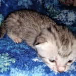 Mau, silver, male DOB 3-1-19