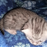 Mau, silver, male DOB 3-1-19