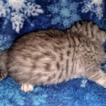 Mau, silver, male DOB 3-1-19