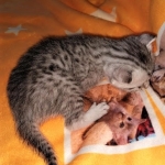 Mau, silver, male DOB 3-1-19