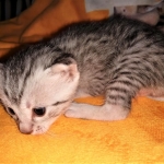 Mau, silver, male DOB 3-1-19