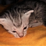 Mau, silver, male DOB 3-1-19