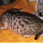 Mau, silver, male DOB 3-1-19