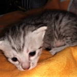 Mau, silver, male DOB 3-1-19