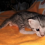 Mau, silver, male DOB 3-1-19