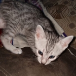 Mau, silver, male DOB 3-1-19