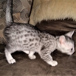 Mau, silver, male DOB 3-1-19