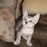 Mau, silver, male DOB 3-1-19