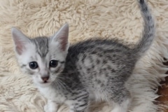 Egyptian Mau Silver Male #4 DOB 5/4/24