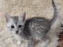 Egyptian Mau Silver Male #4 DOB 5/4/24