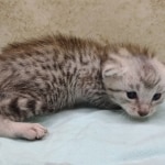 Mau silver male DOB 5-4-24