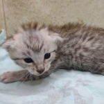 Mau silver male DOB 5-4-24