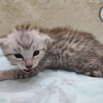 Mau silver male DOB 5-4-24