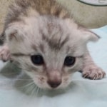 Mau silver male DOB 5-4-24