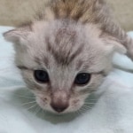 Mau silver male DOB 5-4-24