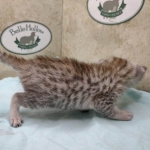 Mau silver male DOB 5-4-24