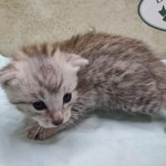 Mau silver male DOB 5-4-24