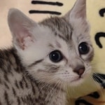 Mau silver male DOB 5-4-24