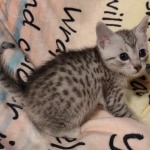 Mau silver male DOB 5-4-24