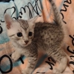 Mau silver male DOB 5-4-24