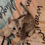 Mau silver male DOB 5-4-24