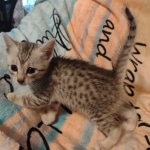 Mau silver male DOB 5-4-24