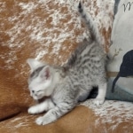 Mau silver male DOB 5-4-24