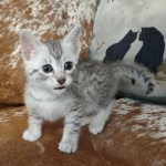 Mau silver male DOB 5-4-24