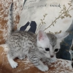 Mau silver male DOB 5-4-24