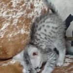 Mau silver male DOB 5-4-24